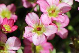 Saxifraga rosa 3