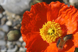 Mohnblume 7