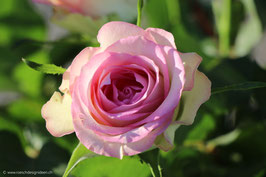 Rose zartrosa 3