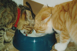 Chilli & Gina