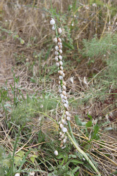 Schneckenversammlung 3