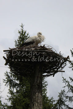 Storch