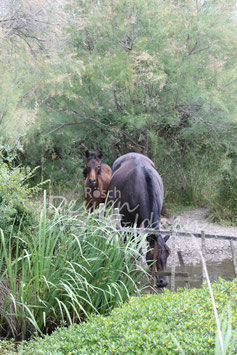 Camargue Pferde 1