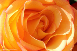 Rose orange 3