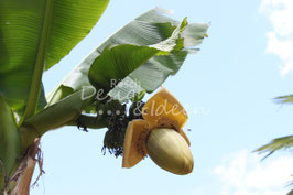 Banane 1