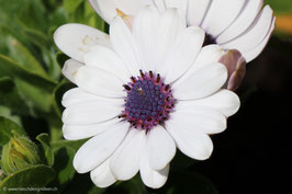 Kapkörbchen weiss 1