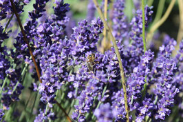 Lavendel 4