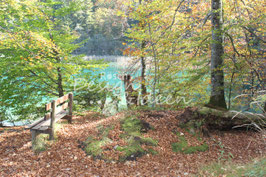 Zaubewald 3