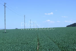 Feld 1