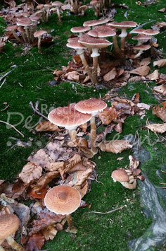 Pilze 4