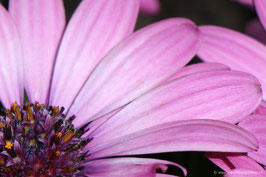 Kapkörbchen  pink 3