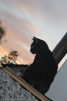 Shadow 1