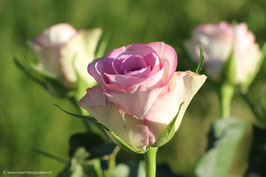 Rose zartrosa 9