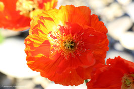 Mohnblume 6