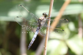 Libelle 1