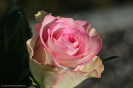 Rose zartrosa 2