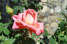 Rose rosa 1