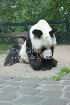 Grosser Panda