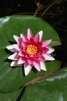 Seerose 3