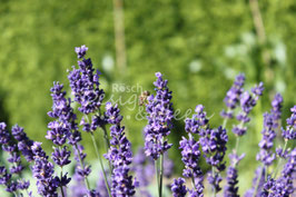 Lavendel 3