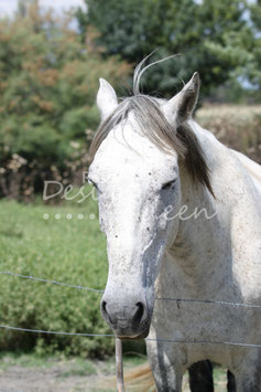 Camargue Pferde 3