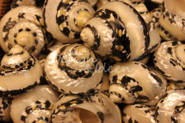 Muscheln 4