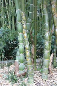 Bambus 2
