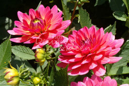 Dahlie Pink