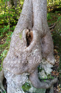 Zauberbaum 2
