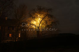 Birnbaum im Winter