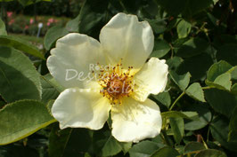 Weisse Blüte 1