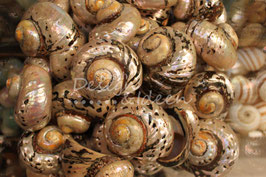 Muscheln 5