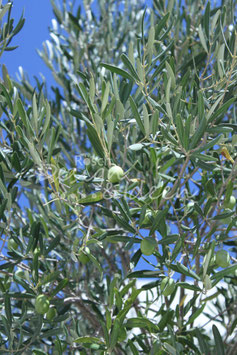 Olive 1