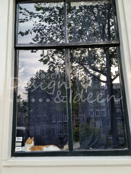 Amsterdam Cat
