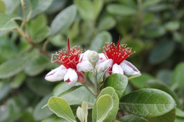 Exotic 2