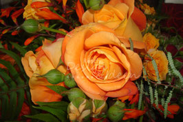 Rose orange