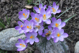 Krokus 1