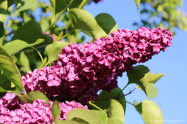 Flieder pink