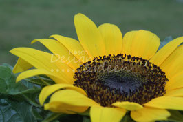 Sonnenblume