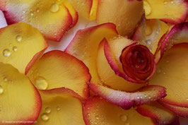 Rosenblätter orange 9