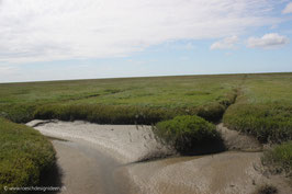 Westerhever Salzwiesen 1