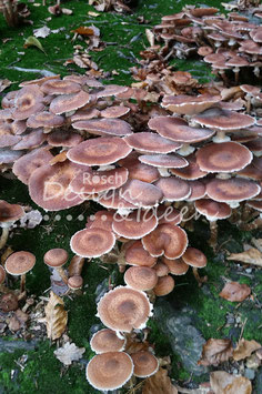 Pilze1