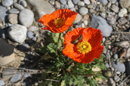 Mohnblume 1
