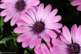 Kapkörbchen pink 2