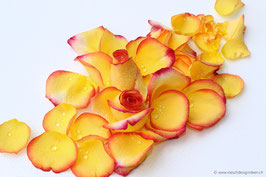 Rosenblätter orange 1