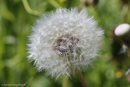 Pusteblume 3