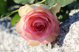 Rose zartrosa 6