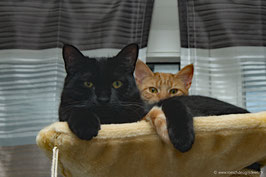 Shadow & Sunny