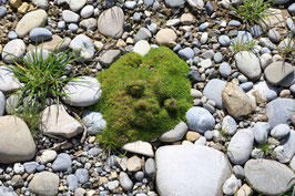 Moosgesicht