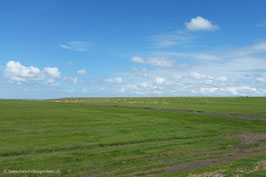 Schafe auf den Westerhever Salzwiesen